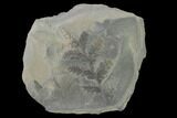 Pennsylvanian Fossil Fern (Mariopteris) Plate - Kentucky #137739-3
